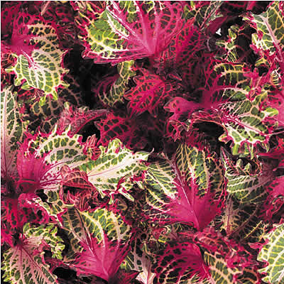 Coleus 'Peter's Wonder'
