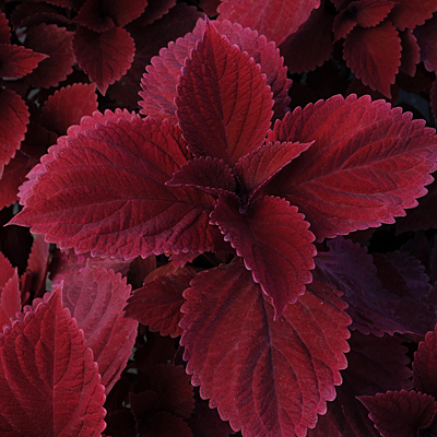 Coleus 'Redhead'