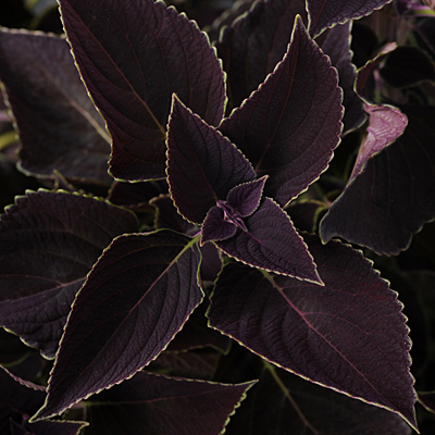 Coleus 'Vino'