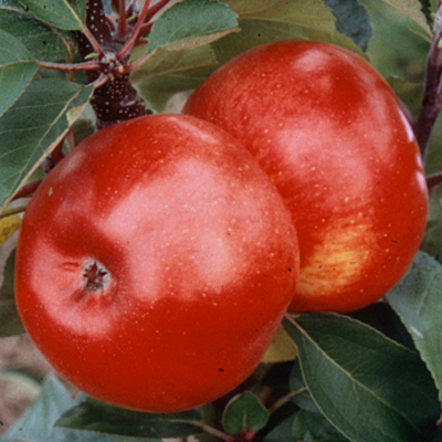 Malus d. 'Colonnade Flamenco'