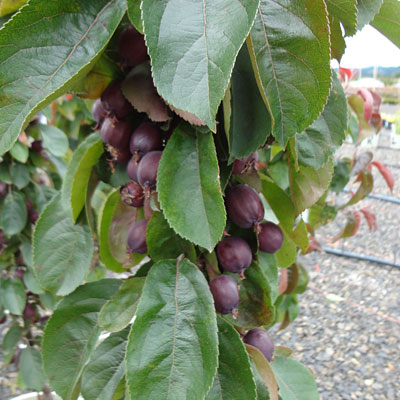 Malus d. 'Colonnade Maypole'