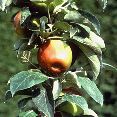 Malus d. 'Colonnade Polka'