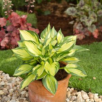 Hosta 'Colored Hulk'
