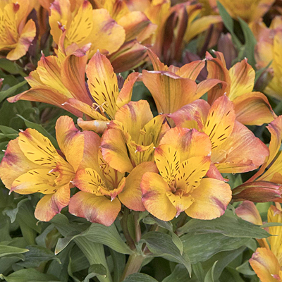 Alstroemeria 'Colorita Ariane'
