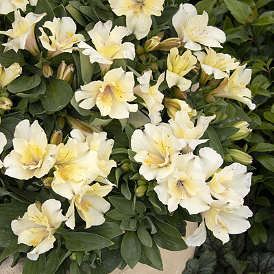 Alstroemeria 'Colorita Claire'