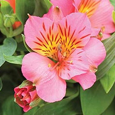 Alstroemeria 'Colorita Eliane'