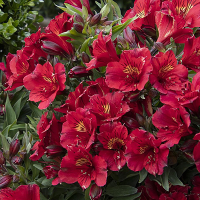 Alstroemeria 'Colorita Kate'
