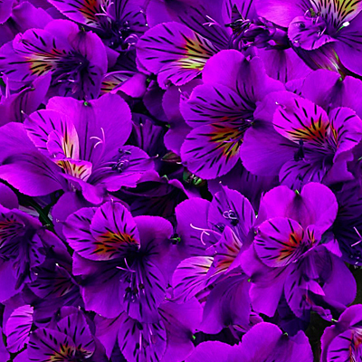 Alstroemeria 'Colorita Tamara'