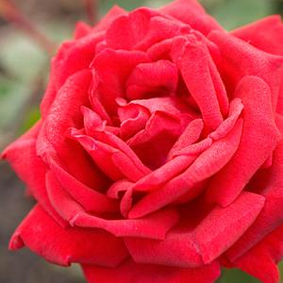 Rosa 'Como Park'