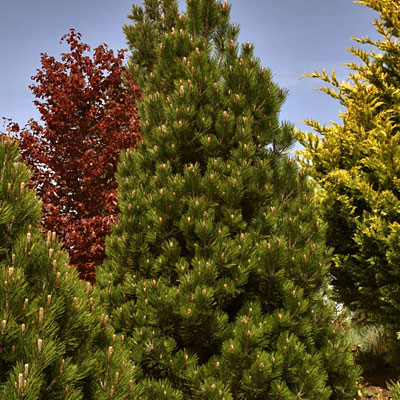 Pinus h. 'Compact Gem'
