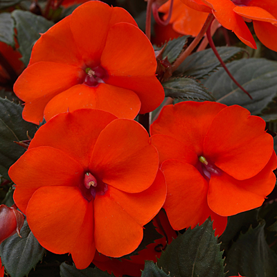 Impatiens 'SunPatiens Compact Hot Coral'