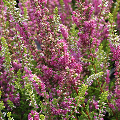 Calluna v. 'Con Brio'