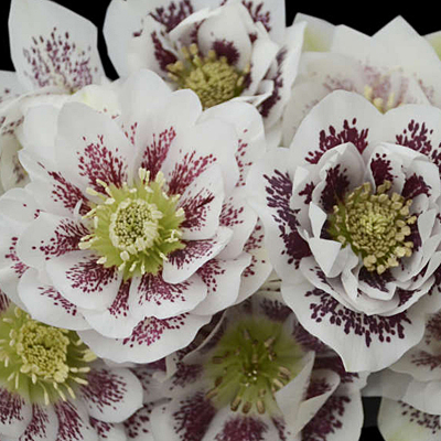 Helleborus x 'Confetti Cake'