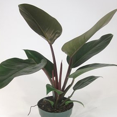 Philodendron 'Congo Rojo'