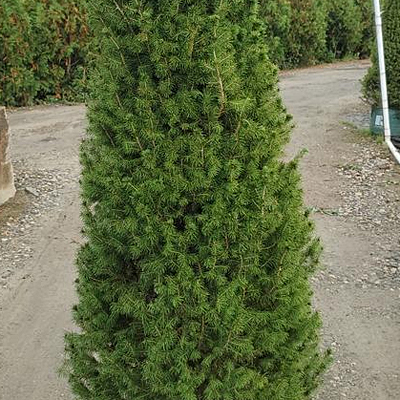 Picea g. 'Conica' (HOLIDAY)