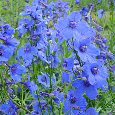 Delphinium x 'Connecticut Yankee Mix'