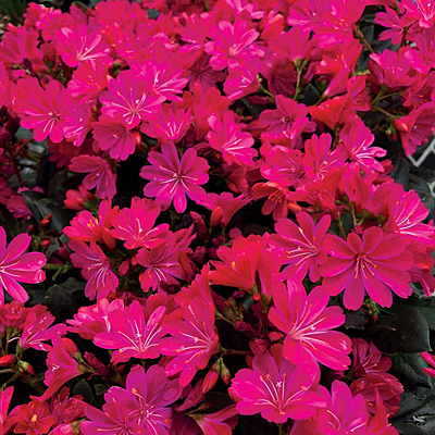 Lewisia x 'Constant Comment'