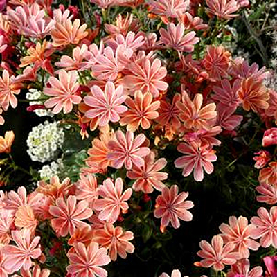 Lewisia x 'Constant Coral'