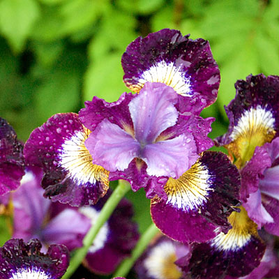 Iris s. 'Contrast in Styles'