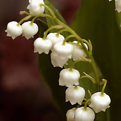 Convallaria majalis