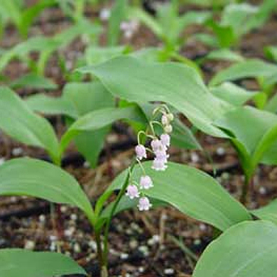 Convallaria m. 'Rosea'