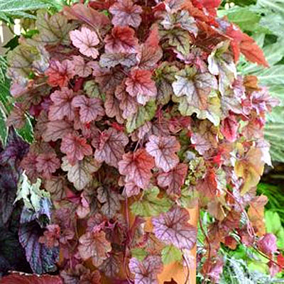 Heucherella 'Copper Cascade'