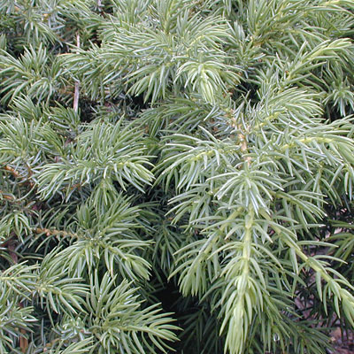 Juniperus com. 'Copper Delight'