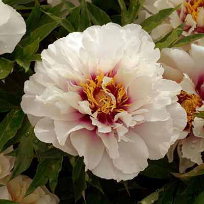 Paeonia x ITOH 'Cora Louise'