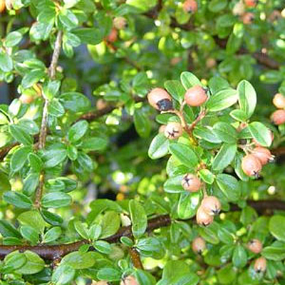 Cotoneaster d. 'Coral Beauty'