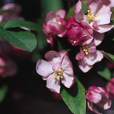 Malus 'Coral Burst'