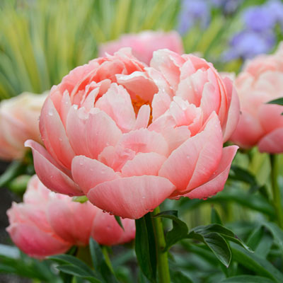 Paeonia l. 'Coral Charm'