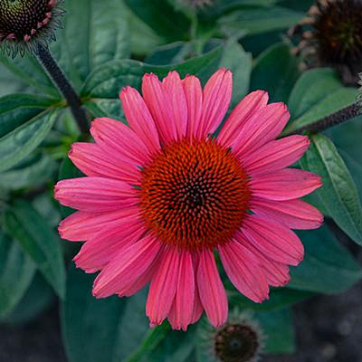 Echinacea x 'Eye-Catcher Coral Craze'
