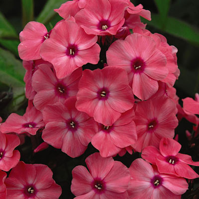 Phlox p. 'Coral Creme Drop'