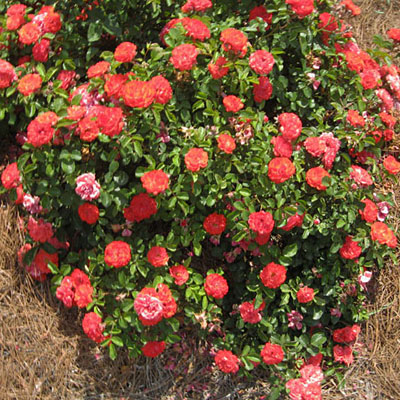 Rosa 'Drift Coral'