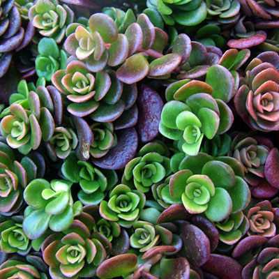 Sedum tetra. 'Coral Reef'