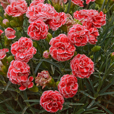 Dianthus x 'Scent First Coral Reef'