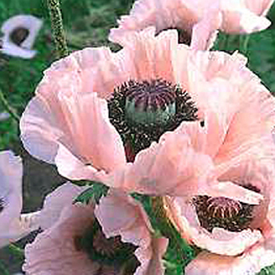 Papaver o. 'Coral Reef'