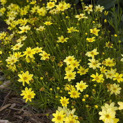 Coreopsis x 'Crme Brulee'