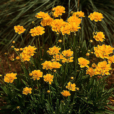 Coreopsis g. 'Early Sunrise'