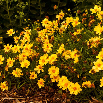 Coreopsis x 'Galaxy'