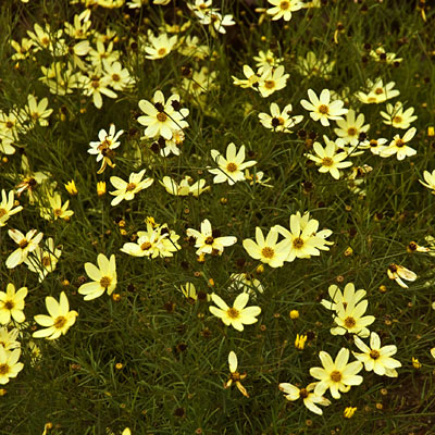 Coreopsis v. 'Moonbeam'
