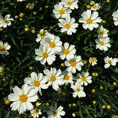 Coreopsis x 'Big Bang Polaris'