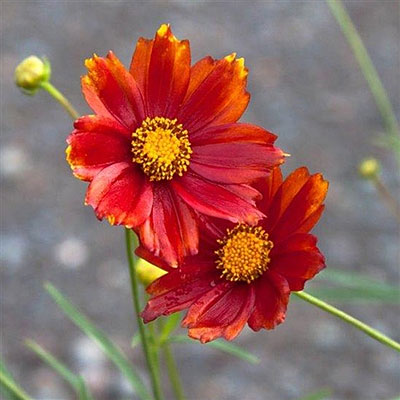 Coreopsis x 'Radioactive'