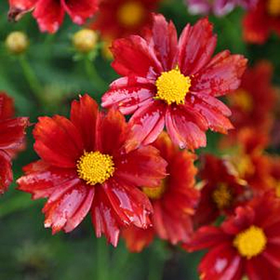 Coreopsis x 'Big Bang Radioactive'