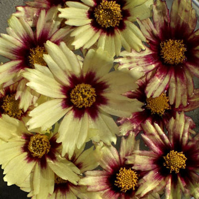 Coreopsis x 'Redshift'