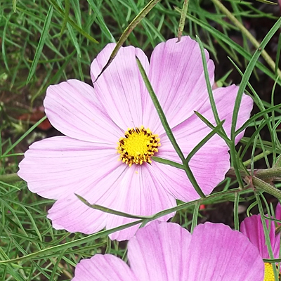 Coreopsis rosea