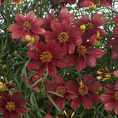 Coreopsis x 'Rossana'