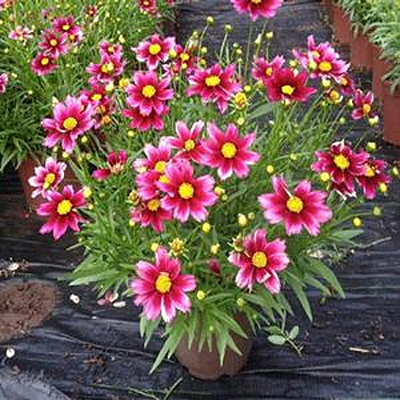 Coreopsis x 'Lil Bang Starstruck'