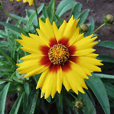 Coreopsis g. 'Sunfire'