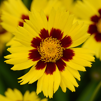Coreopsis g. 'SunKiss'